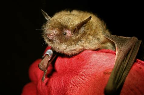 The Unique Adaptations of the Spoder Witch Bat for Flight